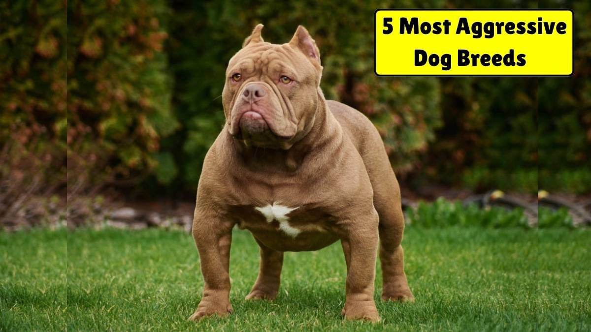 Top 5 Most Aggressive Dog Breeds: How Experts Rank Them and What It Means for You